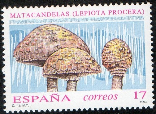 3244- Micología. lepiota procera.