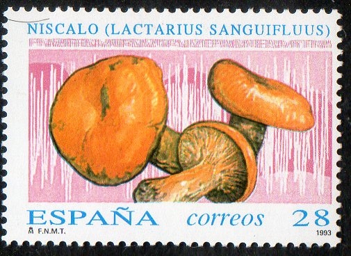 3247 -Micología. Lactarius sanguifluus.