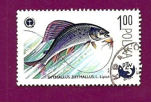 Peces - Tímalo Thymallus - Asociación Polaca de Pesca PZW