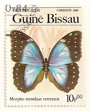 Mariposas. Morpho menelaus terrestris,