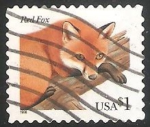 Red Fox