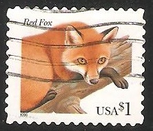 Red Fox