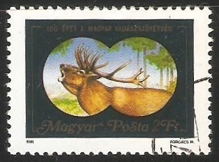 Red Deer (Cervus elaphus)