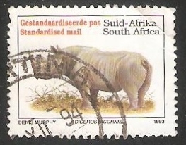 Black Rhinoceros