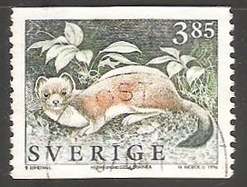 Stoat (Mustela erminea)