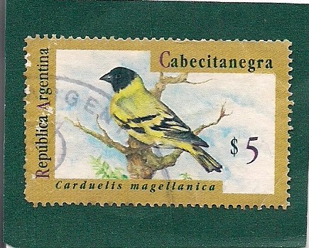 Cabezitanegra