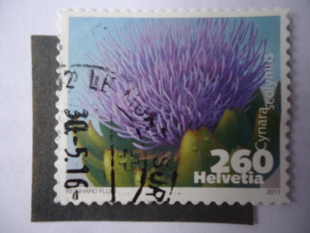 Cynara Scolymus.