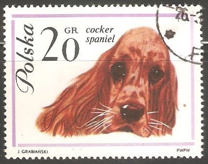 Cocker-Spaniel 