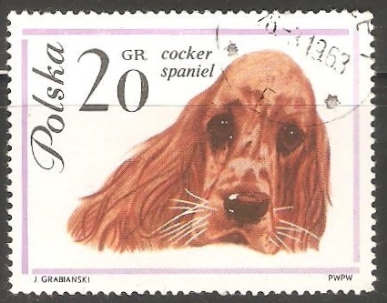 Cocker-Spaniel 