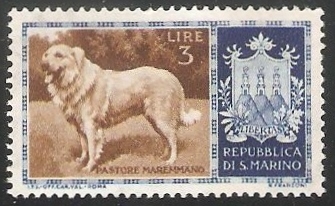 Maremma Shepdog