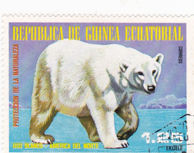 OSO POLAR