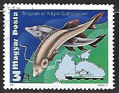 European Sturgeon (Huso huso)