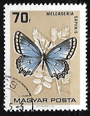 Mariposa