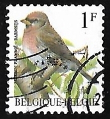 Common Redpoll