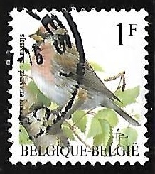 Common Redpoll