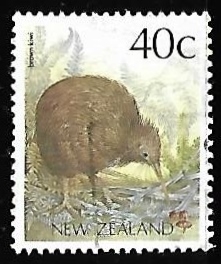 Brown Kiwi