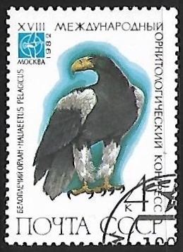 Aguila