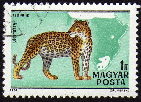 INT-LEOPARDO