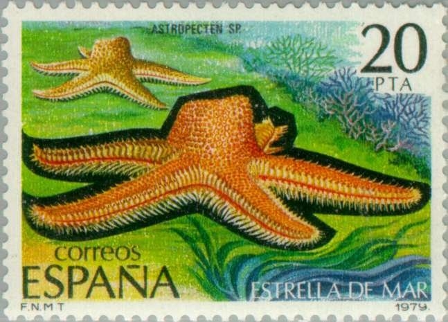 FAUNA INVERTEBRADOS ESTRELLA DE MAR