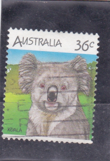 Koala