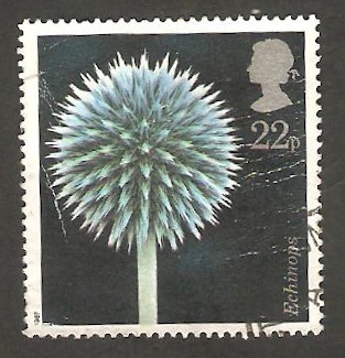 1257 - Flor echinops