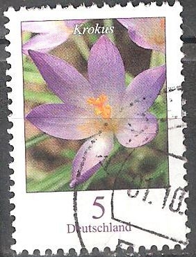 Flores - El azafrán (Crocus).