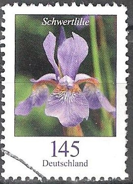 Flores - lirio de la espada (iris).