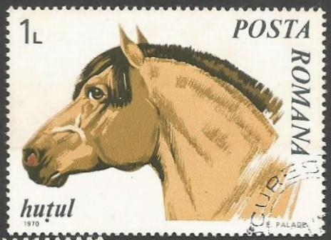 Huzule Horse (Equus ferus caballus)