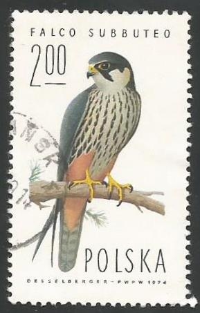 Eurasian Hobby (Falco subbuteo)