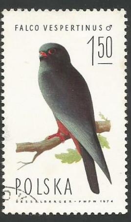 Red-footed Falcon (Falco vespertinus), Male