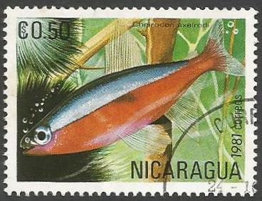 Cardinal Tetra (Cheirodon axelrodi) (1981)