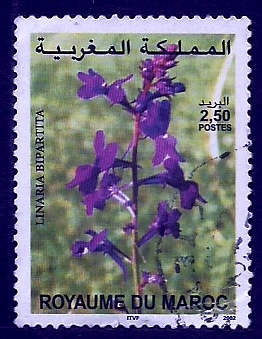 Linaria bipartita