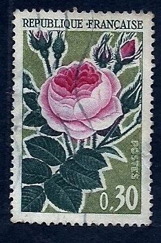 Flor  Rosa