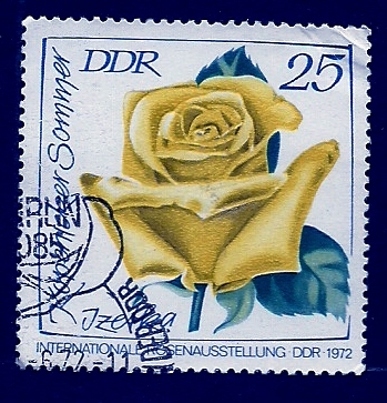 Rosa