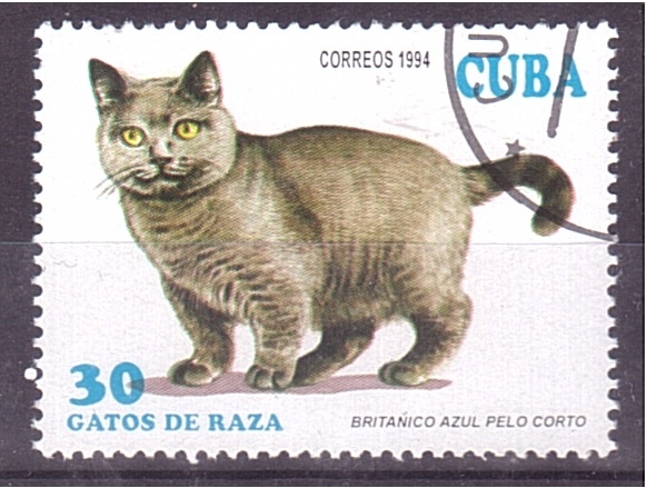 serie- Gatos de raza