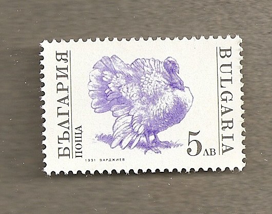 Pavo