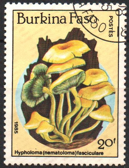 HYPHOLOMA  FASCICULARES