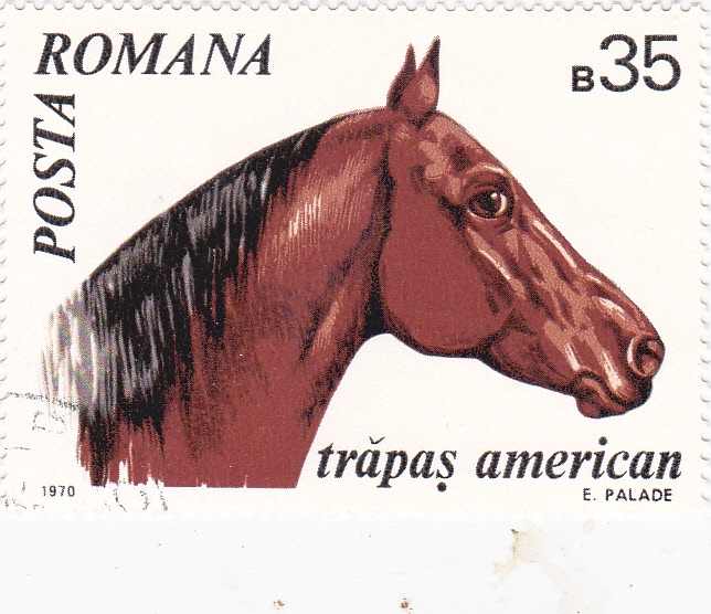 CABALLO- TRAPAS AMERICAN