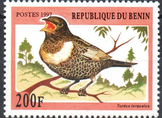 TURDUS  TORQUATUS