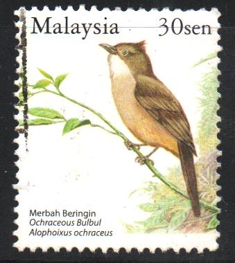 PÁJAROS.  OCHRACEUS  BULBUL.