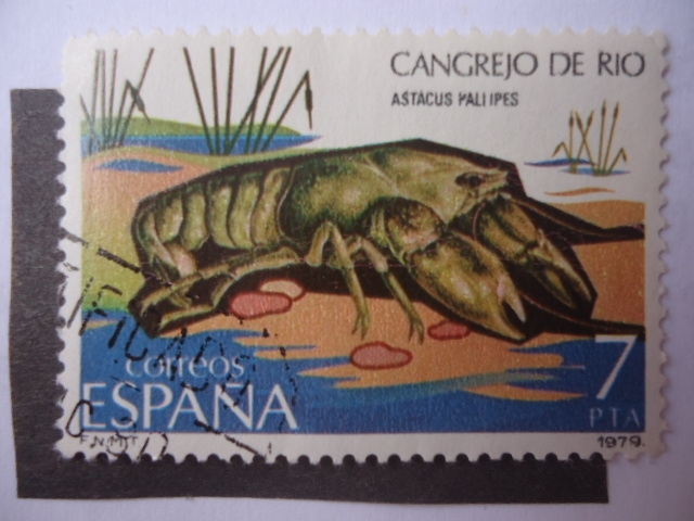 Ed:2532 - Cangrejo de Río-Astacus Paliipes