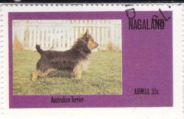 Perro de raza- australian terrier