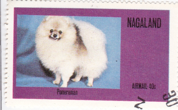 Perro de raza- pomeranian