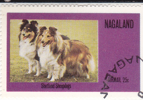 Perros de raza- shetland sheepdogs