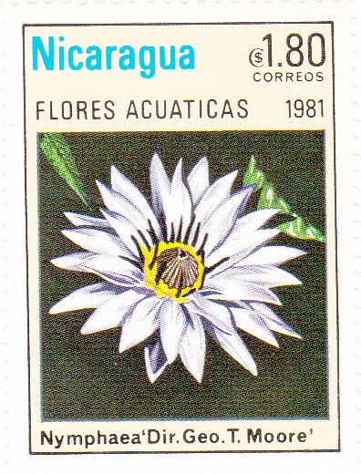 FLORES ACUATICAS-