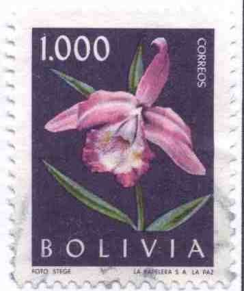 Flora boliviana