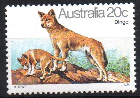 DINGO