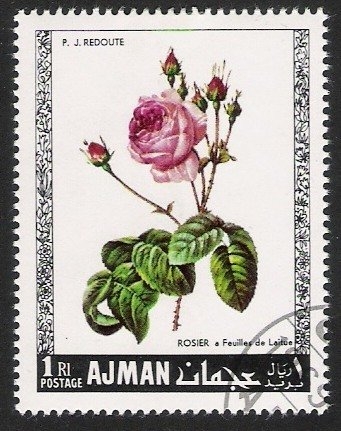 Rosas, Ajman