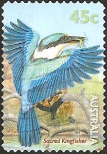 Sacred Kingfisher (Todiramphus sanctus)