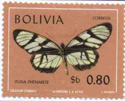 Fauna boliviana - mariposas en colores naturales